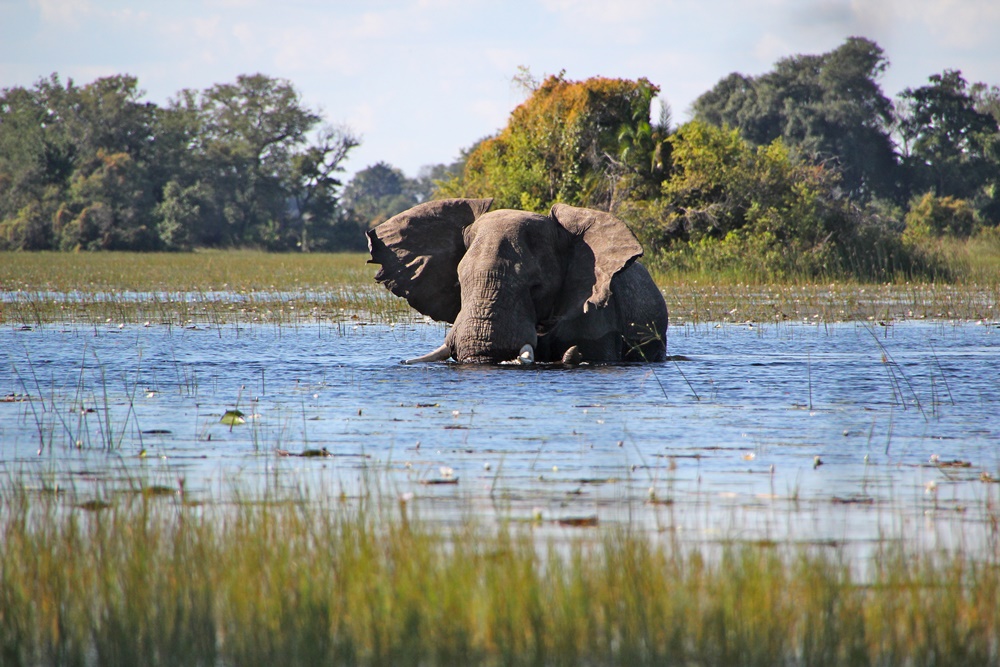 Vic Falls Elephant on a Fleewinter safari