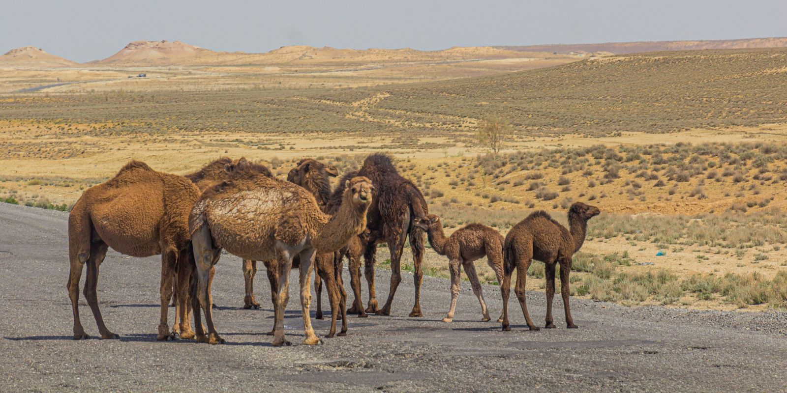 В Туркменистане на них верблюд
