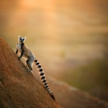 Fleewinter launches: brand new holidays to MADAGASCAR